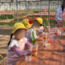 건강한새싹어린이집 | (단체/농장) 김해 체험농장 플라워팜팜 아기 튤립 심기체험, 어린이집 단체체험 다녀갔어요 🌷