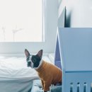 펫(PET)과 함께 이미지