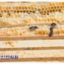벌침상담 네이버블로그