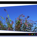 대물낚시 여행중에서 하의도편... 이미지