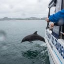 모래언덕 | 🐬 포트스테판 돌고래 투어와 모래언덕, 시드니 근교 당일치기 여행 후기