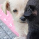 멍샵 강아지분양 인천본점 이미지