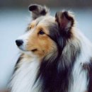 고려애견 이미지