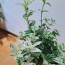 쩡아네 정원 이미지