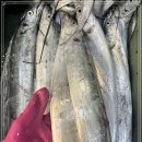 7월 12일(금) 목포는항구다 생선카페 판매생선 [ "추천" 먹갈치 / 파병어 ] 이미지
