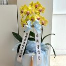 의정부 민락2지구 꽃집 '플레르진' 승진화분 호접란 내돈내산 후기