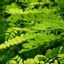 아카시아병원 이미지