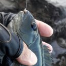 주식회사 라딕스 | 용성에서 선물받은 낚시대 들고 벵에돔 낚시 다녀 왔습니다. 벵에돔 8마리로 손맛도 봤습니다.^^