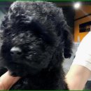 부산강아지분양 드림독 안심분양센터 부산점 이미지