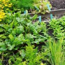 아름다운 정원을 꿈 이미지