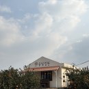 고양이정원 | 제주도 귤빛정원 귤 한라봉 고양이 체험 내돈내산 후기