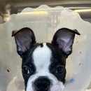 카우만 동물병원 이미지