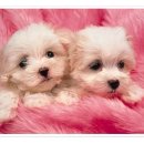 멍이랑 냥이랑 이미지