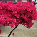 [예수어록280] 거름을 주리니-누가복음13장8절(눅13:8) 이미지