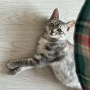 겨울나는나비동물병원 이미지