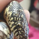 멍냥이 스토리 이미지