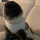 샵가스펠