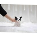 더독스 강아지분양 서울 이미지