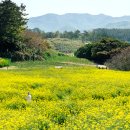 파란 하늘 아래 환상적인 노란 물결"... 5월 가볼만한 국내 유채꽃 명소 추천 이미지
