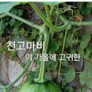 호박넝쿨 네이버블로그