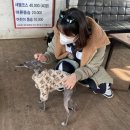 새별레져ATV 네이버블로그