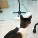 굿닥터동물병원 이미지