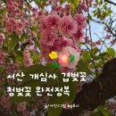 디지털드로잉 | 3040부부여행 추천 서산 개심사 청벚꽃 겹벚꽃 실시간 개화시기 포토포인트 주차 입장료 총정리