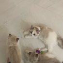 루크루시