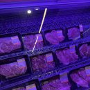 한우일번지 | [여의도 한우 맛집 한우일번지 규이치 후기]