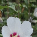 송파대로 가로수 무궁화. 이미지