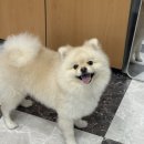 옥천애견미용 이미지