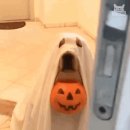 오르브와