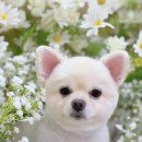 하이몽 애견미용실 이미지