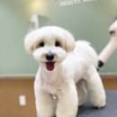 카멜리몽 이미지