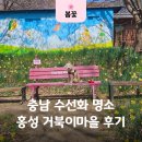 거북로 | 충남 4월 가볼만한곳 홍성 거북이마을 수선화 벚꽃 후기 주차정보