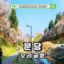 분당-193 | 분당 오리공원 벗꽃과 금빛 갈대가 만나는 곳, 구미동 탄천 산책로 벗꽃 만개 후기