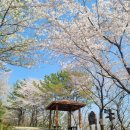 소사생태길(백일) | 진해 봄나들이 천자봉/ 왕복 2시간 가벼운 등산코스