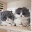 천안고양이 분양 냥블리 이미지