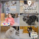 개와 집사의 시간 | 노원역 근처 집사의하루 노원점 유기묘 보호카페 다녀온 후기