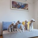 리니스 하우스 이미지