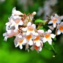 아마빌리스 이미지