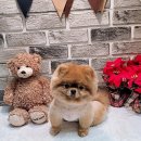 윤퍼피살롱 네이버블로그