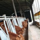 재현축산 이미지