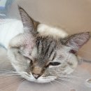 고덕24시 동물병원 이미지