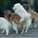 해피빌리지 이미지