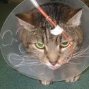 보라매웰종합동물병원 이미지