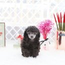 스마트애견 이미지