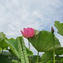 덕고개농장 Daum카페