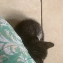 Hello Kitten 이미지