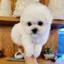 강아지를부탁해(돌봄) | 광명 한안동강아지분양, 우리 집에 온 특별한 행복을 소개합니다